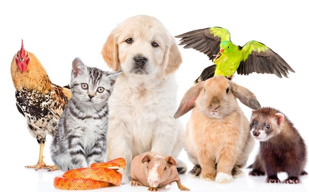 Korean Animal Vocabulary