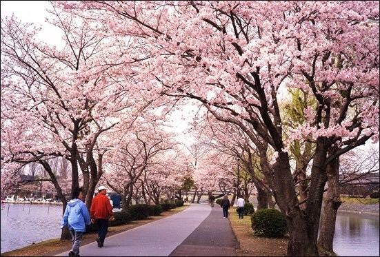 Cherry Blossom Season